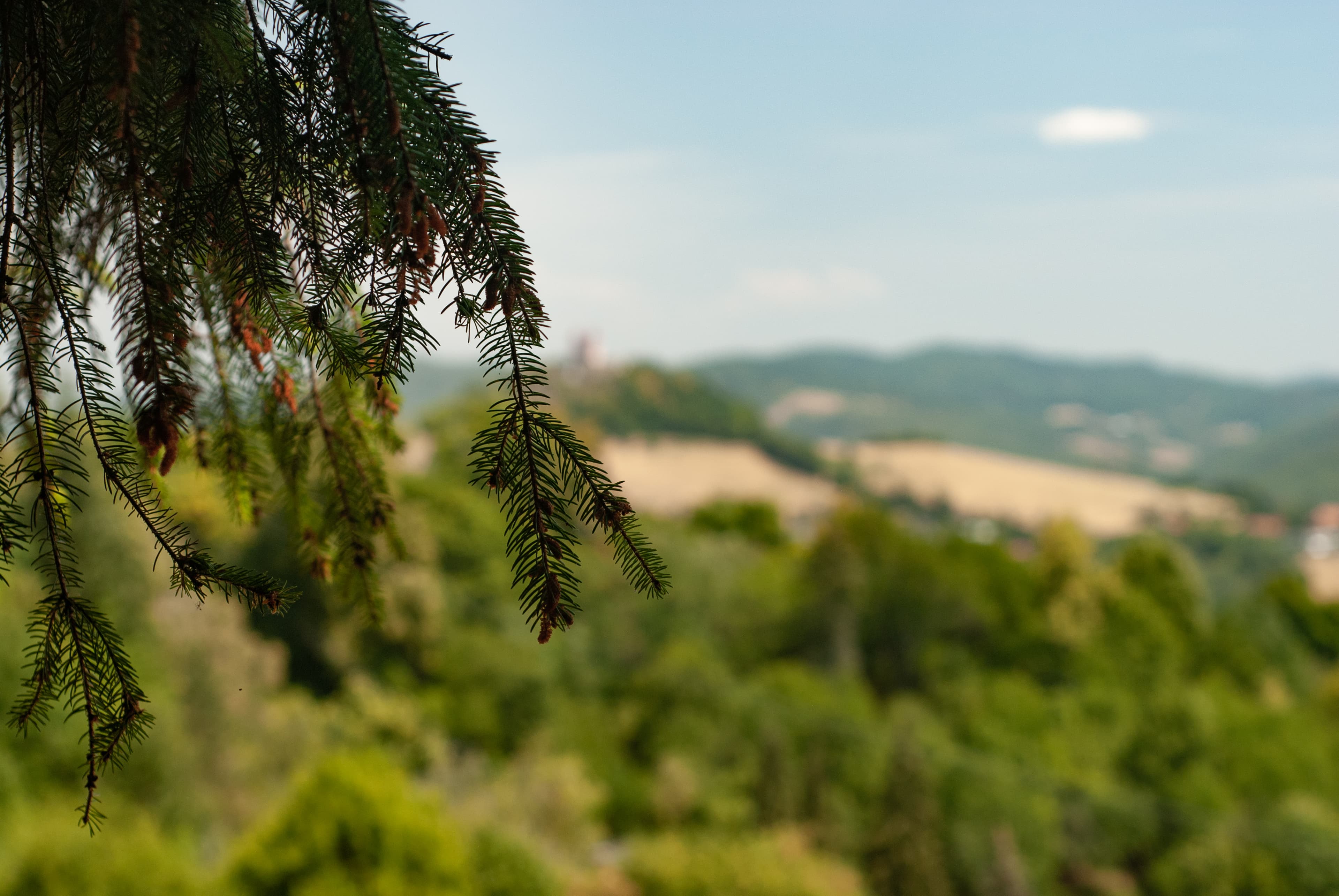 Tree branch blocking out shot of Kalvaria in Slovakia